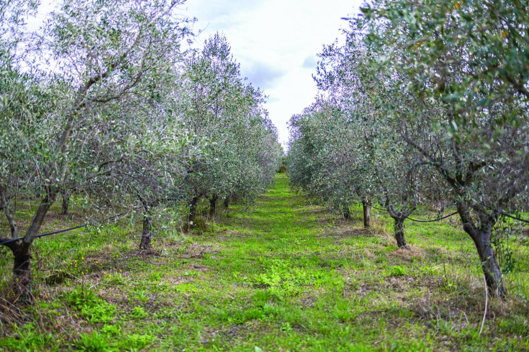 Agriturismo La Petrosa Ceraso Exteriér fotografie